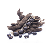Mucuna Pruriens (Seed) Extract